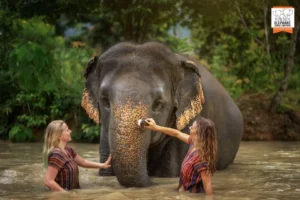 Elephant Jungle Sanctuary Half-Day Visit with Meal